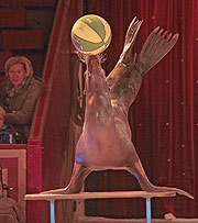 Erwin Frankelleo zeigte in der öffentlichen Seelöwen-Probe - wie seine beiden Seelöwen Itchy und Scratchy ihre Tricks lernten